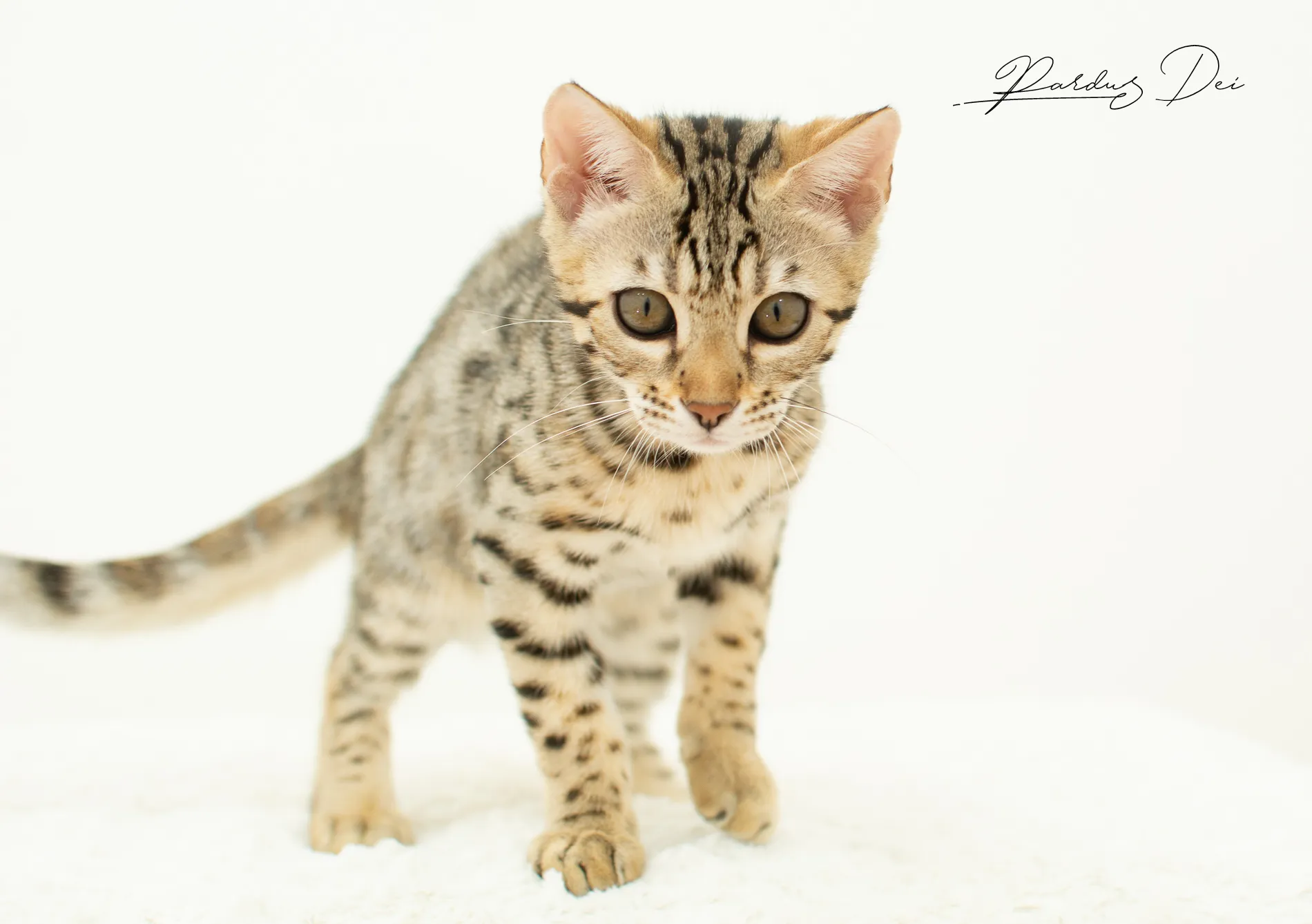 chaton bengal